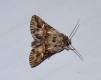 Moths: Toadflax Brocade (Calophasia lunula)